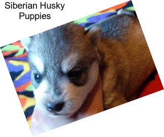 Siberian Husky Puppies