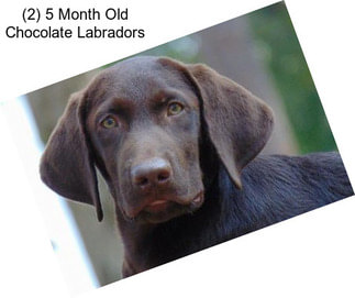 (2) 5 Month Old Chocolate Labradors