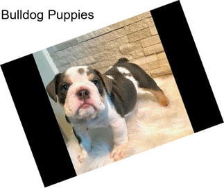 Bulldog Puppies