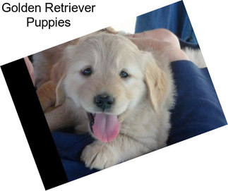 Golden Retriever Puppies