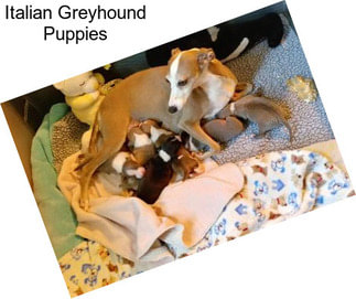 Italian Greyhound Puppies