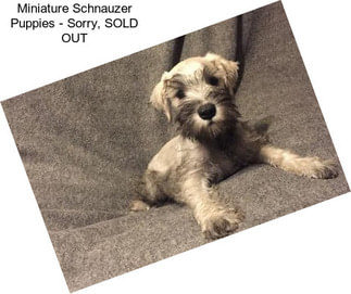 Miniature Schnauzer Puppies - Sorry, SOLD OUT