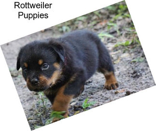 Rottweiler Puppies