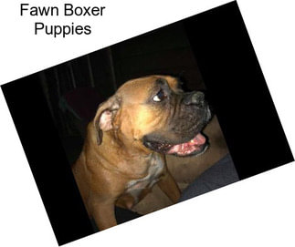 Fawn Boxer Puppies