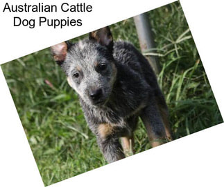 Australian Cattle Dog Puppies