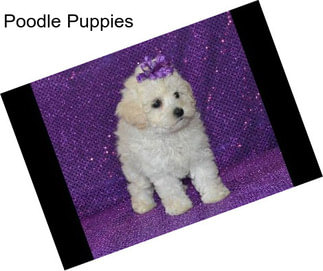 Poodle Puppies