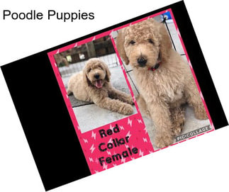 Poodle Puppies