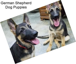 German Shepherd Dog Puppies