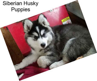 Siberian Husky Puppies