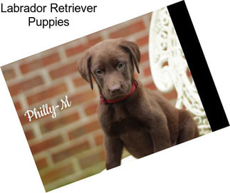 Labrador Retriever Puppies