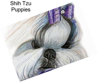 Shih Tzu Puppies