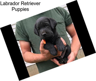 Labrador Retriever Puppies