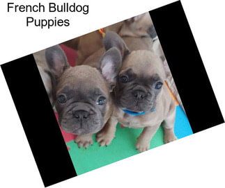 French Bulldog Puppies