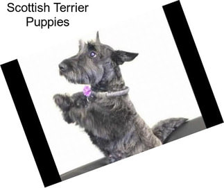 Scottish Terrier Puppies