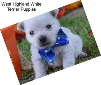 West Highland White Terrier Puppies