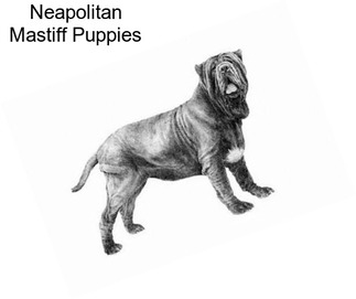 Neapolitan Mastiff Puppies