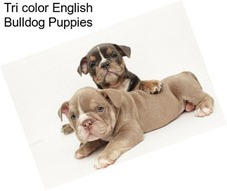 Tri color English Bulldog Puppies