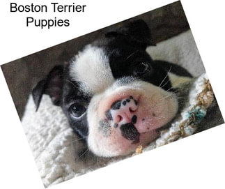 Boston Terrier Puppies