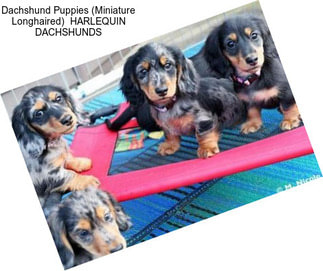 Dachshund Puppies (Miniature Longhaired)  \