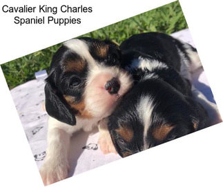 Cavalier King Charles Spaniel Puppies