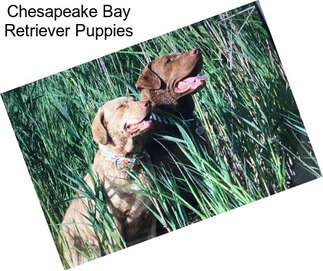 Chesapeake Bay Retriever Puppies