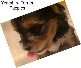 Yorkshire Terrier Puppies