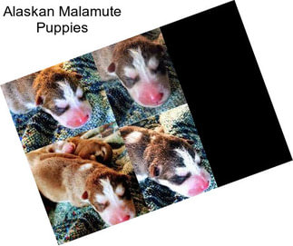 Alaskan Malamute Puppies