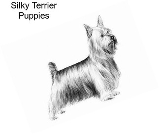 Silky Terrier Puppies