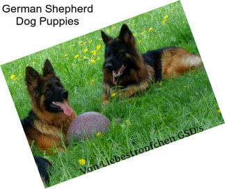 German Shepherd Dog Puppies