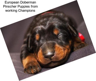 European Doberman Pinscher Puppies from working Champions