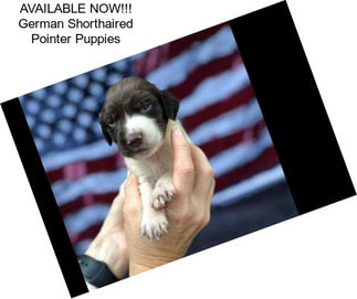 AVAILABLE NOW!!! German Shorthaired Pointer Puppies