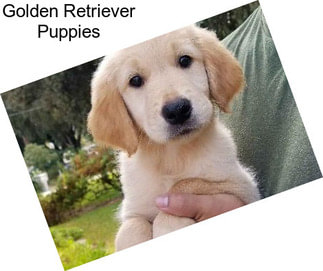 Golden Retriever Puppies