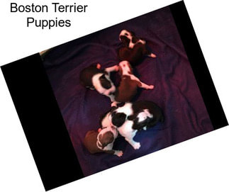 Boston Terrier Puppies