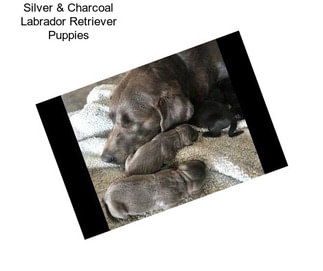 Silver & Charcoal Labrador Retriever Puppies