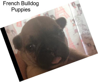 French Bulldog Puppies