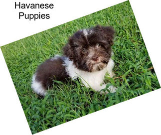 Havanese Puppies