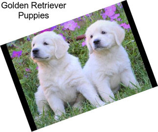 Golden Retriever Puppies