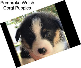 Pembroke Welsh Corgi Puppies