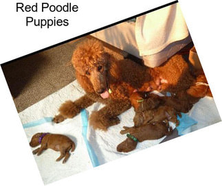 Red Poodle Puppies