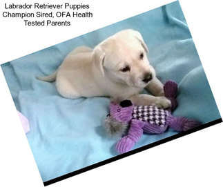 Labrador Retriever Puppies Champion Sired, OFA Health Tested Parents