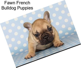 Fawn French Bulldog Puppies