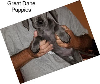 Great Dane Puppies