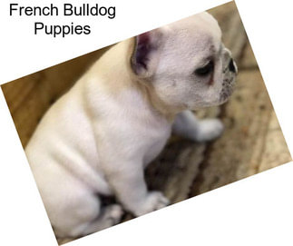 French Bulldog Puppies