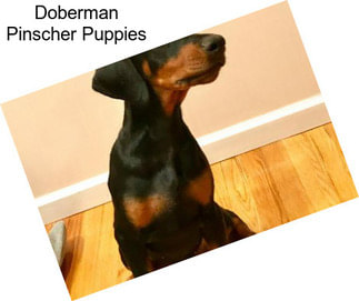 Doberman Pinscher Puppies