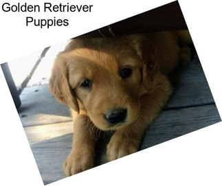 Golden Retriever Puppies