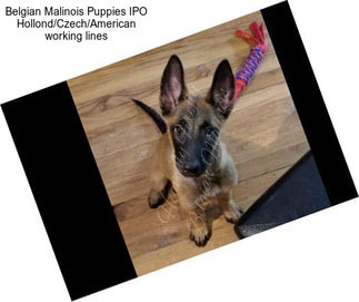 Belgian Malinois Puppies IPO Hollond/Czech/American working lines
