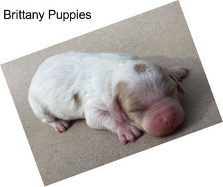 Brittany Puppies