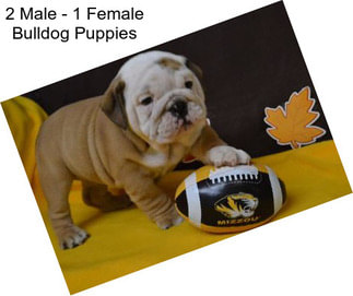 2 Male - 1 Female Bulldog Puppies