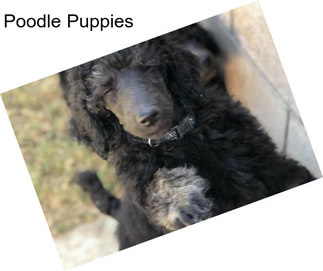 Poodle Puppies