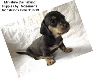 Miniature Dachshund Puppies by Redeemer\'s Dachshunds Born 9/07/18